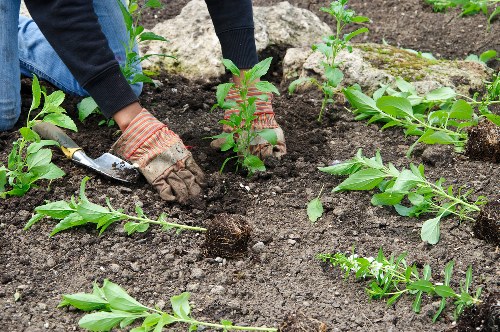 Professional garden tidy-up and planting work in Crouch End