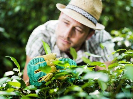 Final outcome and closure of a gardening complaint