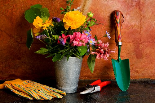 Lawn maintenance and plant care in a Crouch End garden
