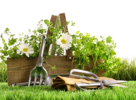 Crouch End garden planting scheme with evergreen shrubs and seasonal flowers