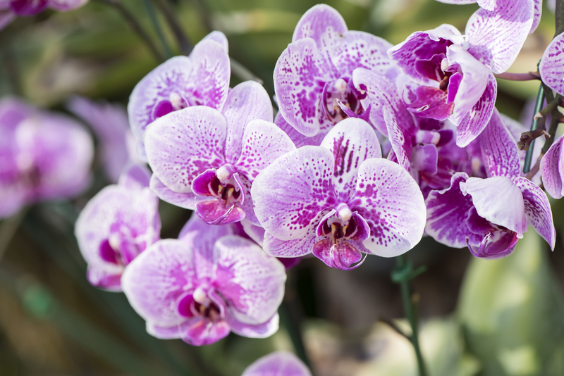 garden Plants