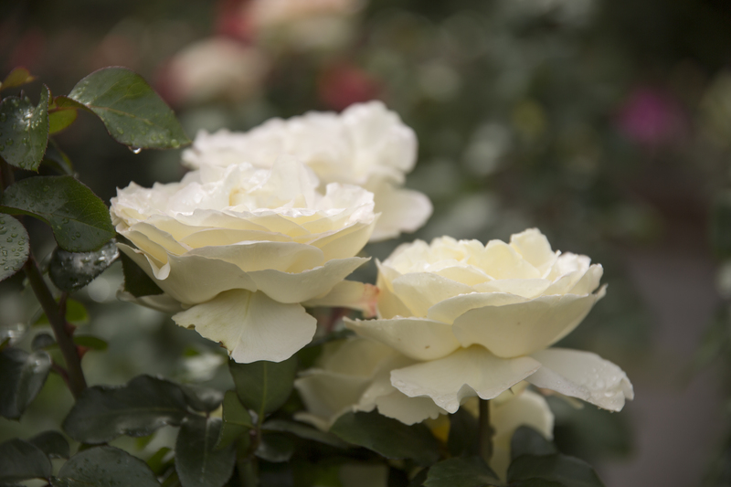 landscape design garden